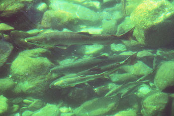 Juvenile steelhead on the North Fork Salmon River