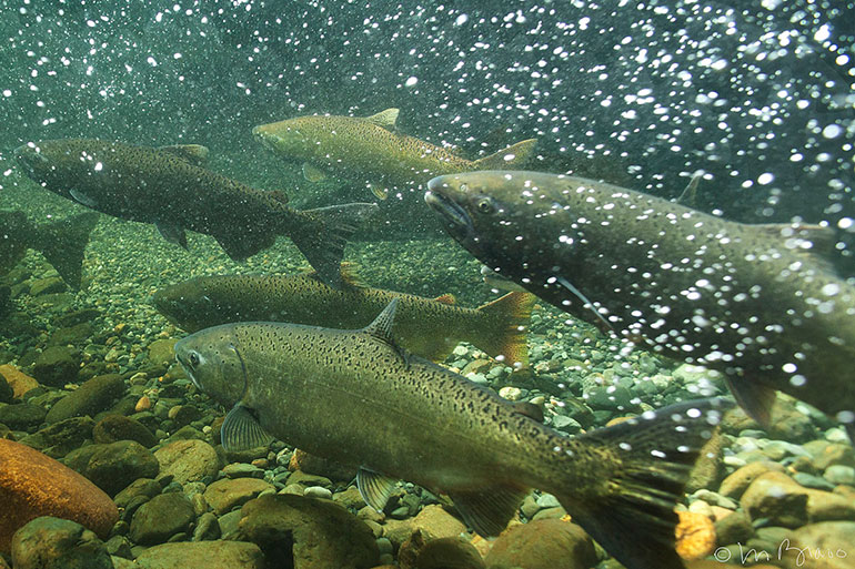 Spring Chinook in the Salmon River, California. Photo by Michael Bravo.