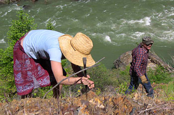 Volunteers Digging Marlahan Mustard on the South Fork