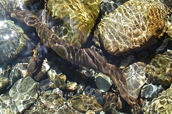 Pacific lamprey in the Salmon River