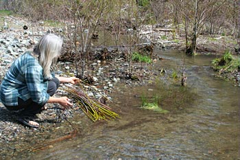 Riparian planting at Kelly Gulch